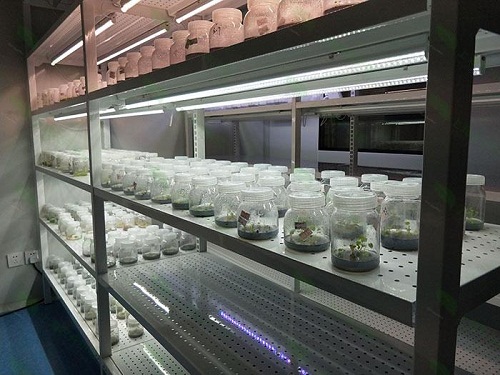 临川植物组织培养实验室设计建设方案